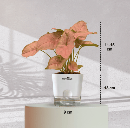 Syngonium Pink Plant With Self Watering Pot - Homebagh