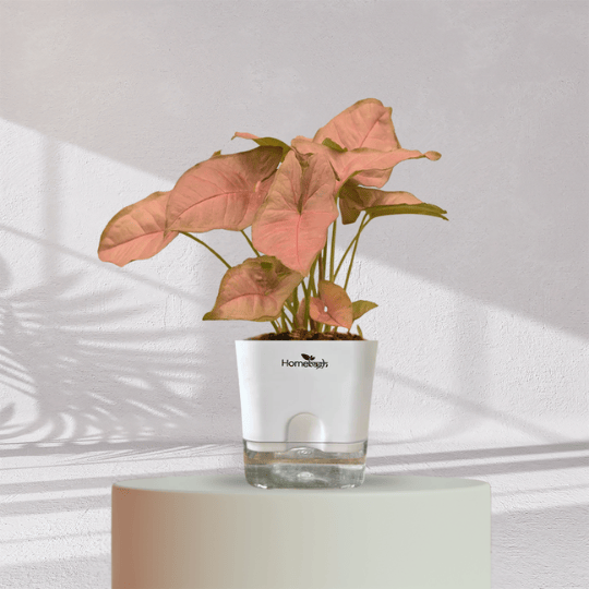 Syngonium Pink Plant With Self Watering Pot - Homebagh