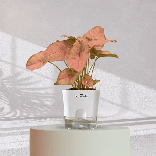 Syngonium Pink Plant With Self Watering Pot - Homebagh