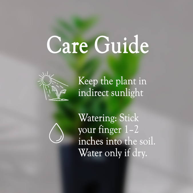 ZZ ZAMIA GREEN PLANT With Self Watering Pot - Homebagh