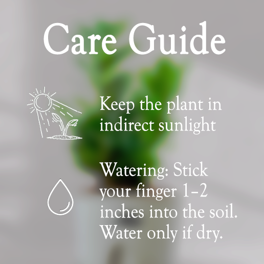 ZZ ZAMIA GREEN PLANT With Self Watering Pot - Homebagh