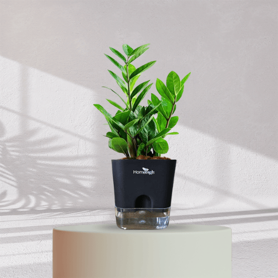 ZZ ZAMIA GREEN PLANT With Self Watering Pot - Homebagh