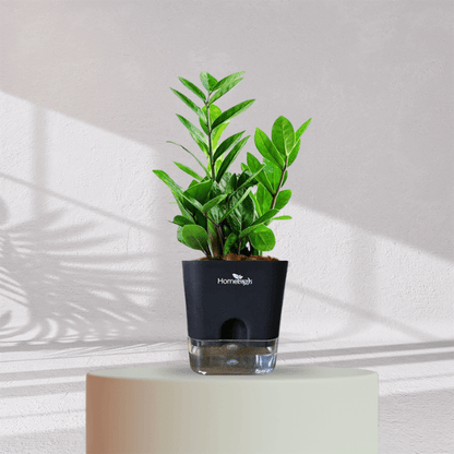 ZZ ZAMIA GREEN PLANT With Self Watering Pot - Homebagh