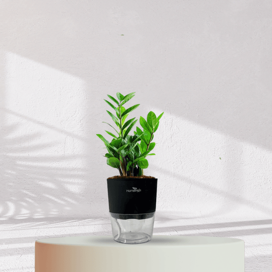 ZZ ZAMIA GREEN PLANT With Self Watering Pot - Homebagh