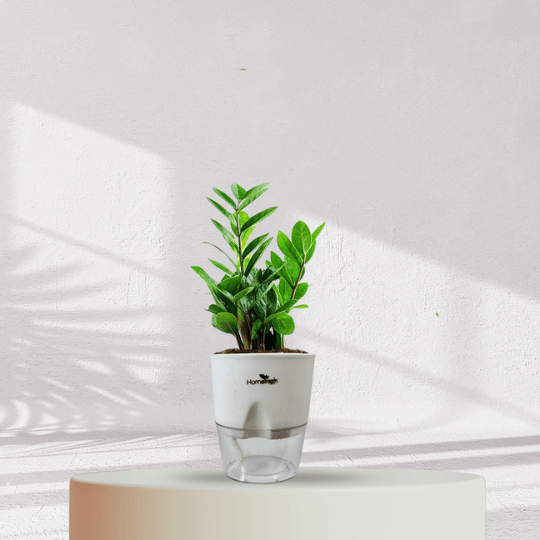 ZZ ZAMIA GREEN PLANT With Self Watering Pot - Homebagh
