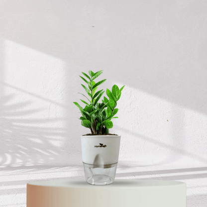ZZ ZAMIA GREEN PLANT With Self Watering Pot - Homebagh