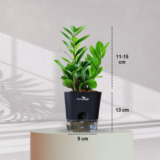ZZ ZAMIA GREEN PLANT With Self Watering Pot - Homebagh