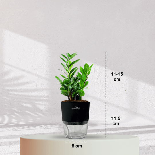 ZZ ZAMIA GREEN PLANT With Self Watering Pot - Homebagh