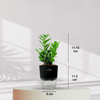 ZZ ZAMIA GREEN PLANT With Self Watering Pot - Homebagh