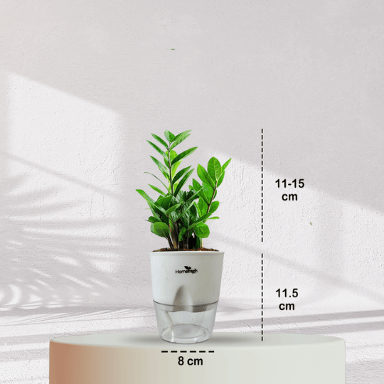 ZZ ZAMIA GREEN PLANT With Self Watering Pot - Homebagh