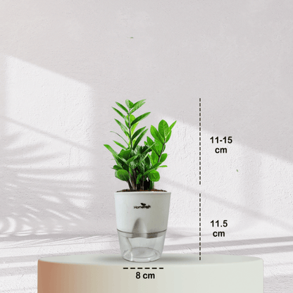 ZZ ZAMIA GREEN PLANT With Self Watering Pot - Homebagh