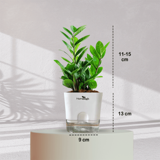 ZZ ZAMIA GREEN PLANT With Self Watering Pot - Homebagh
