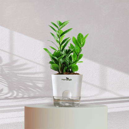 ZZ ZAMIA GREEN PLANT With Self Watering Pot - Homebagh